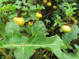 Solanum linnaeanum alternating leaf lobes